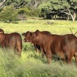 Market cheaper for most categories at Gracemere