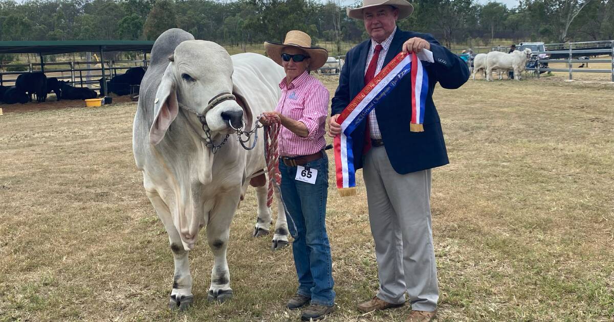 Eidsvold and Jandowae show cattle results | Queensland Country Life