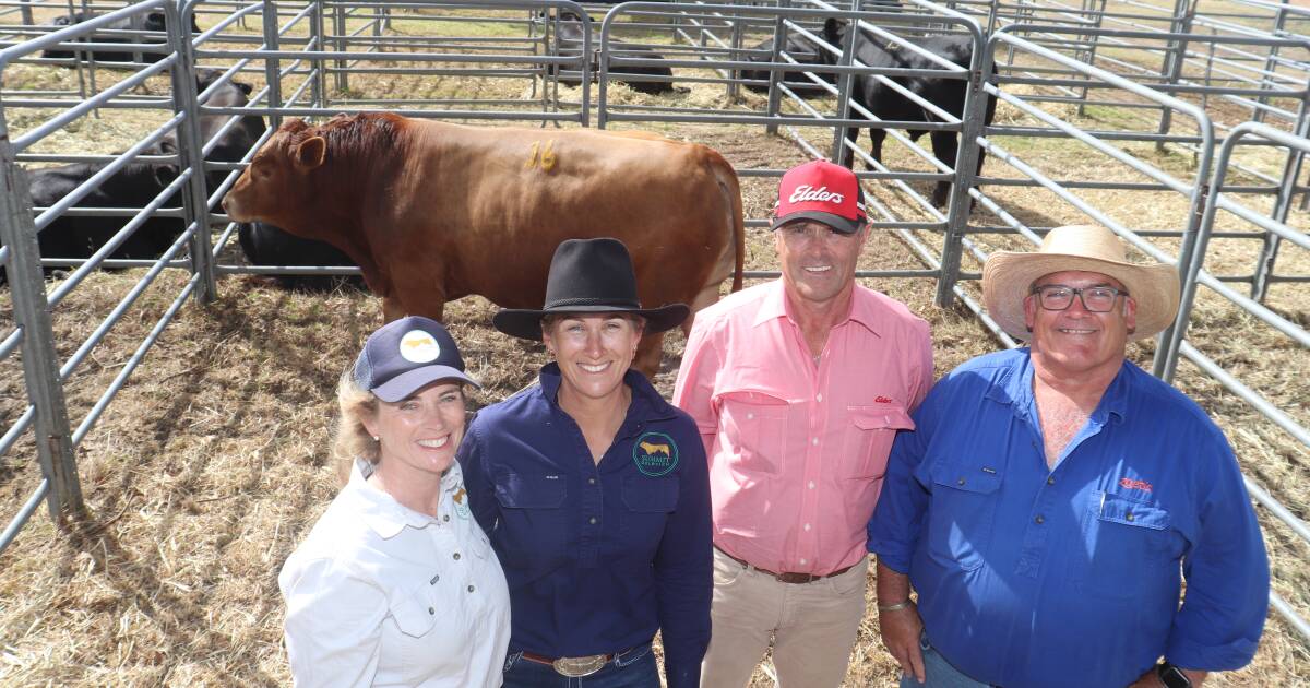 Top Results at Pugh Family’s Summit Gelbvieh Bull Sale | Farm Weekly