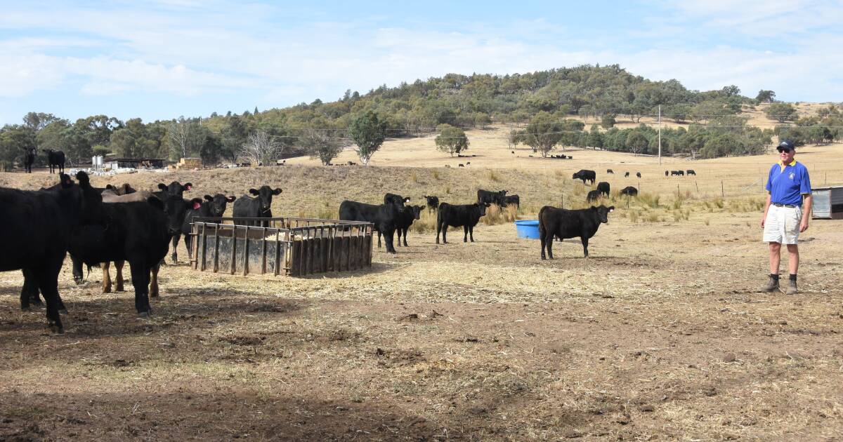 Hot weather prompts livestock supplement urgency | The Land