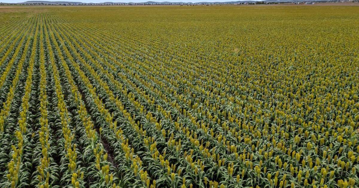 Top quality inner Darling Downs cultivation opportunity | Video