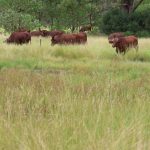 New beginnings for Glenmorgan Angus stud in the hands of Liston Pastoral | The Land