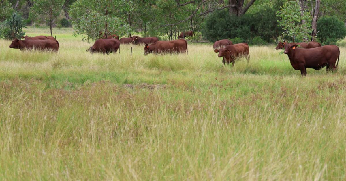 Bundoo: Developed country with established buffel grass | Video