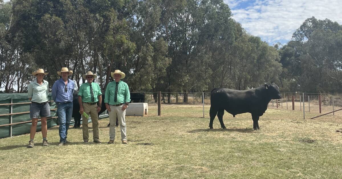 Rennylea Angus clears catalogue at autumn bull sale