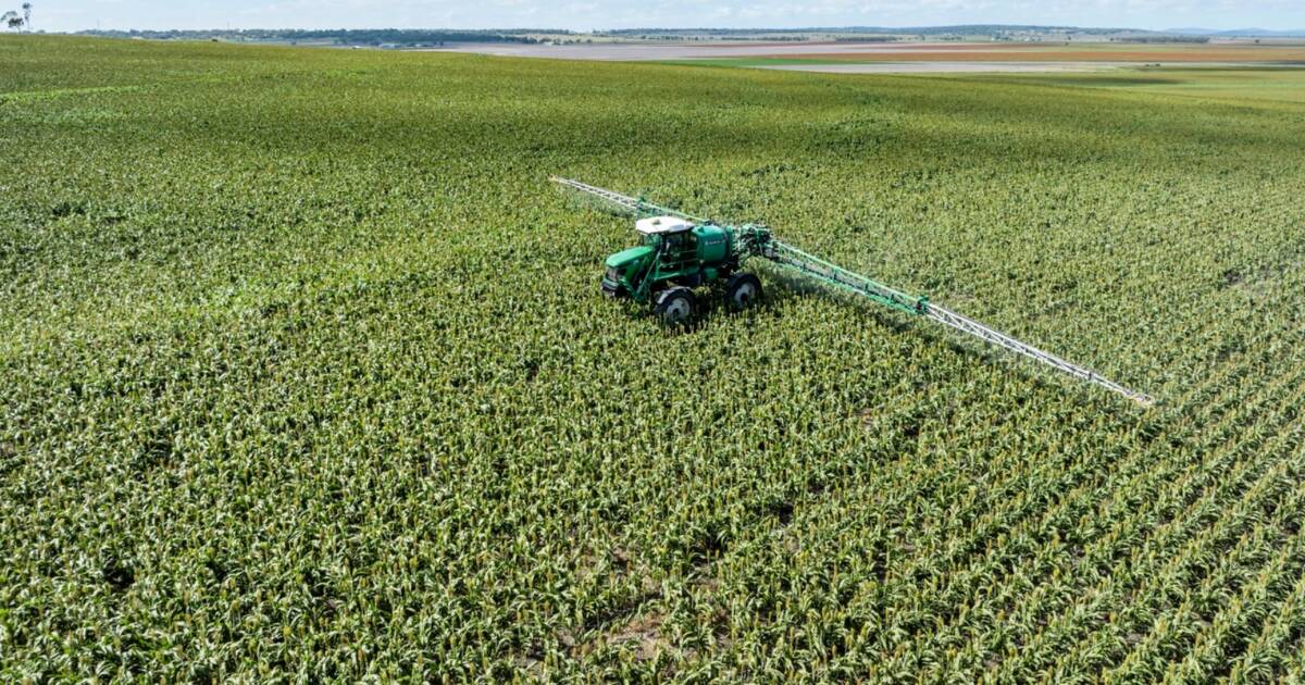 Sorghum crop included in sale of top quality black soil farm