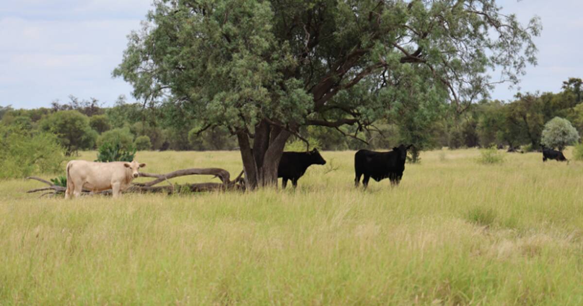 Swaylands presents as 5000 acres of very handy Blackall country