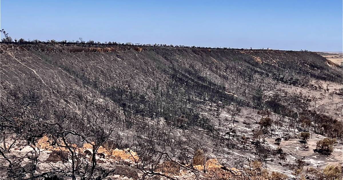 Howatharra Farmer’s Bushfire Recovery With BlazeAid Volunteers | Farm Weekly