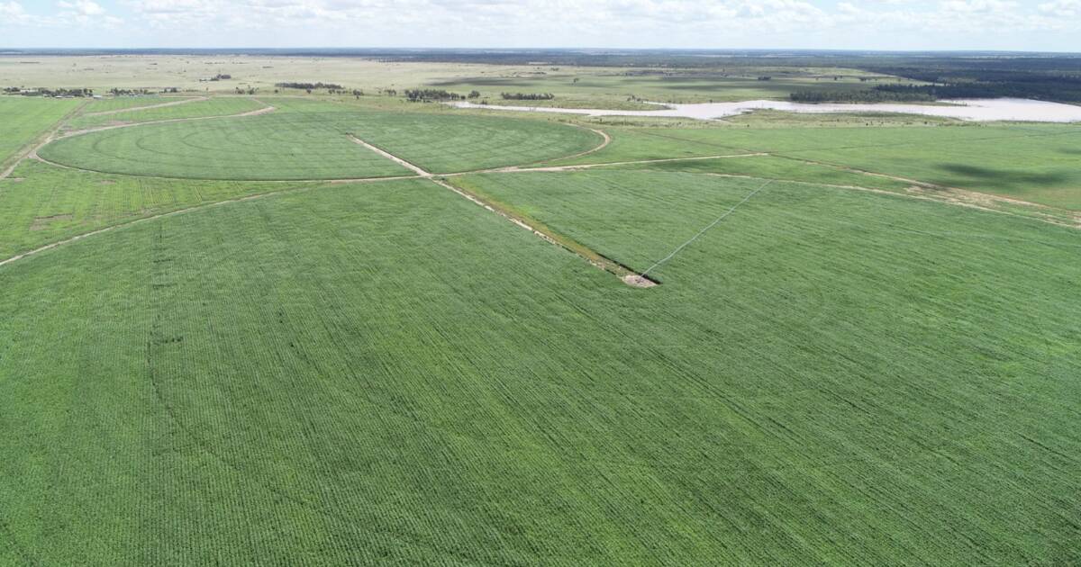 Improved beef powerhouse with irrigation and dryland cropping