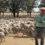 Woolworths’ Greenstock appoints GM for livestock sourcing and producer partnerships