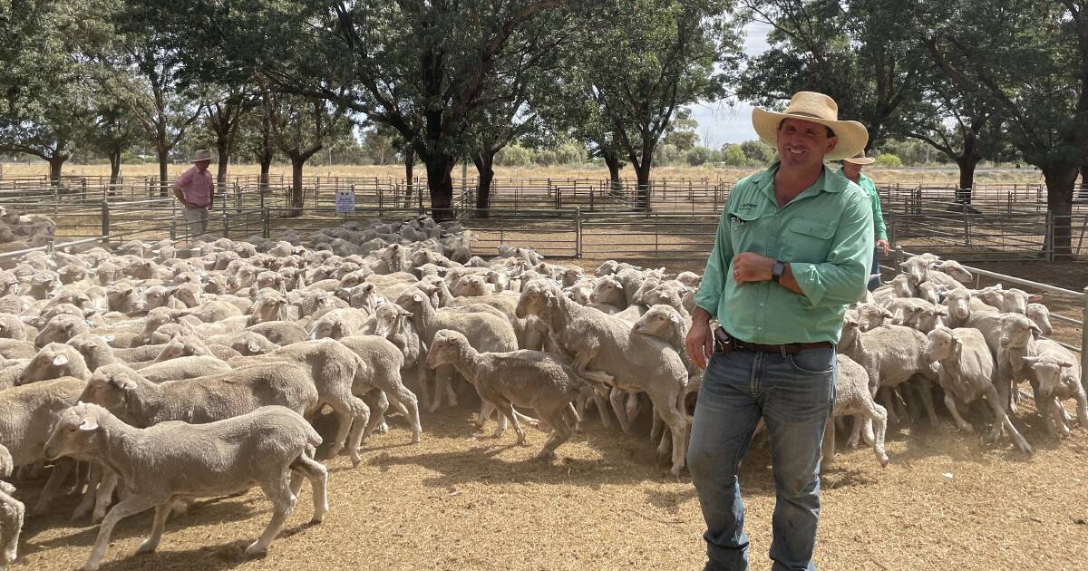 Victorian buyers active at Deniliquin store sheep sale | The Land