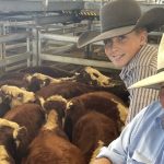 Quality Casino weaner steers sell to Queensland and Tablelands support