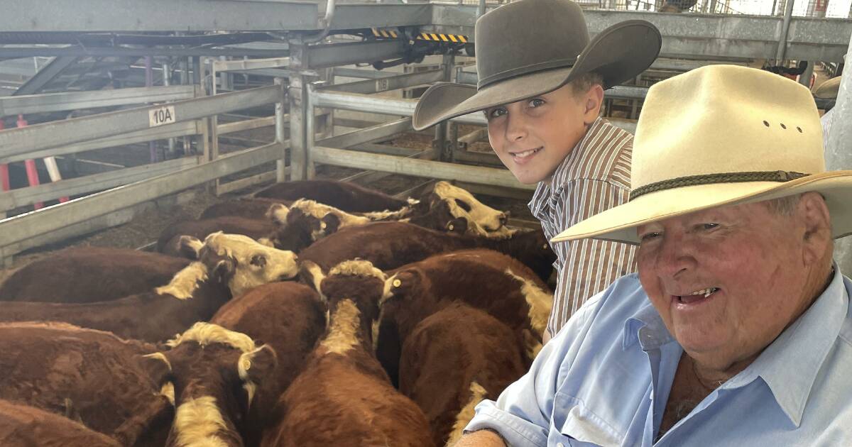 Quality Casino weaner steers top $1293 with Qld, Tablelands support