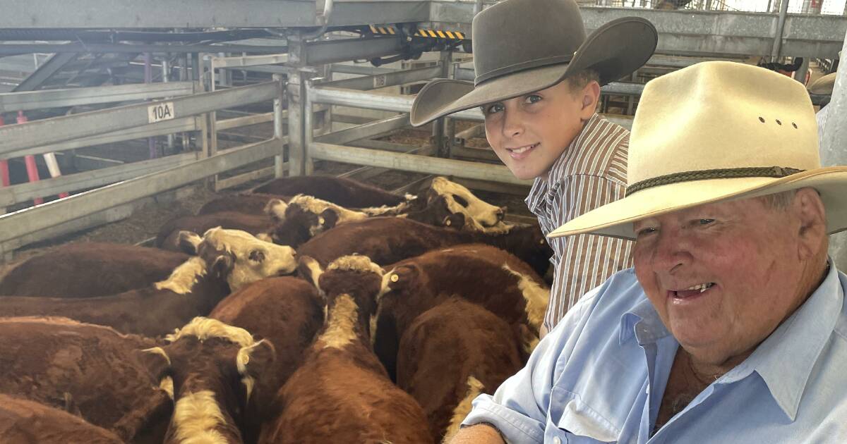 Quality Casino weaner steers sell to Queensland and Tablelands support