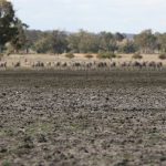 Operation Decker investigates Varroa mite incursion | The Land