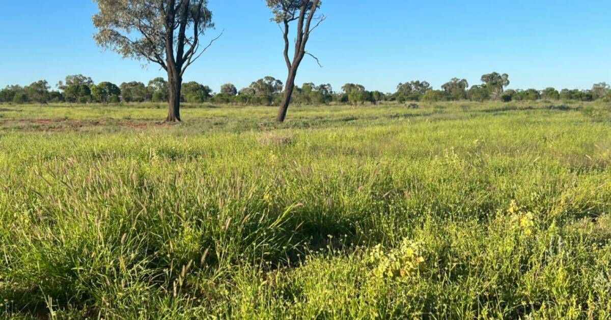 Large scale sheep, goat opportunity on the market for $40 million