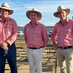 ABARES tips cattle price recovery in 2024-25