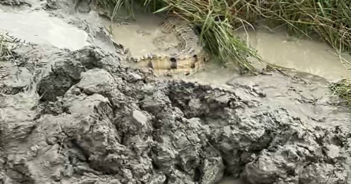 North west grazier shocked to find a crocodile in his bore drain