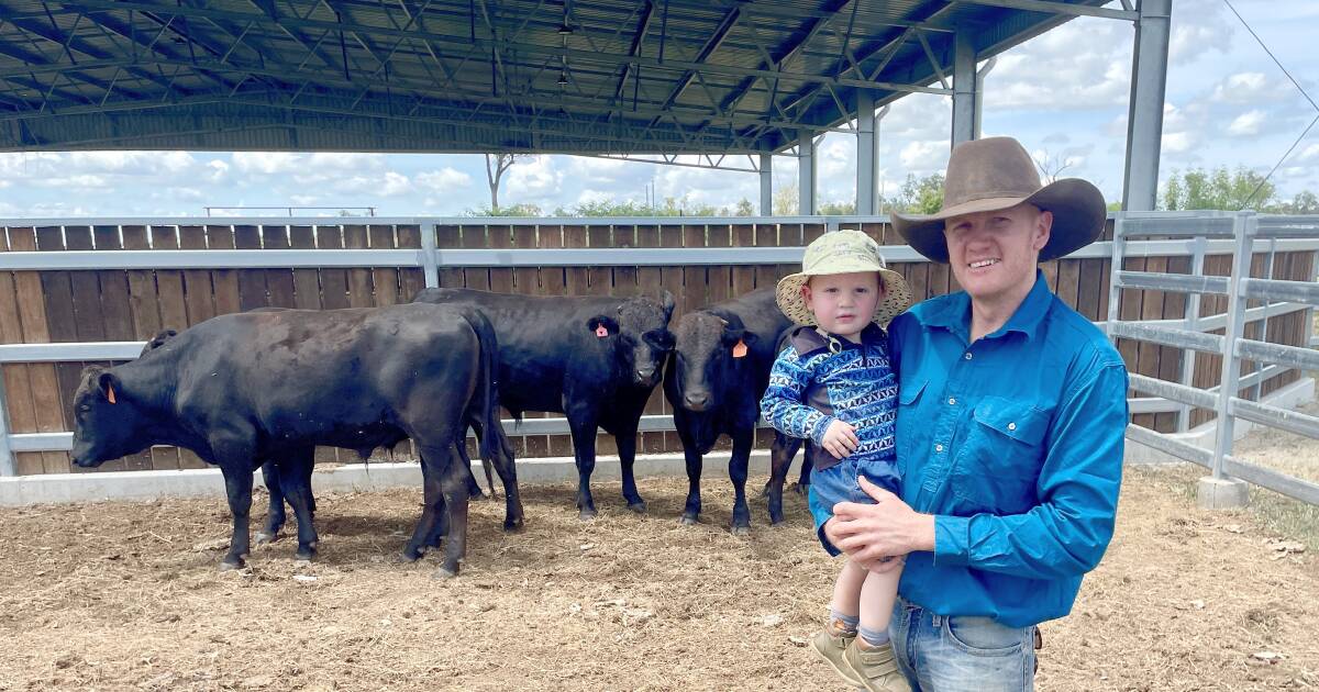 Parker's plan to breed high performing poll Wagyu