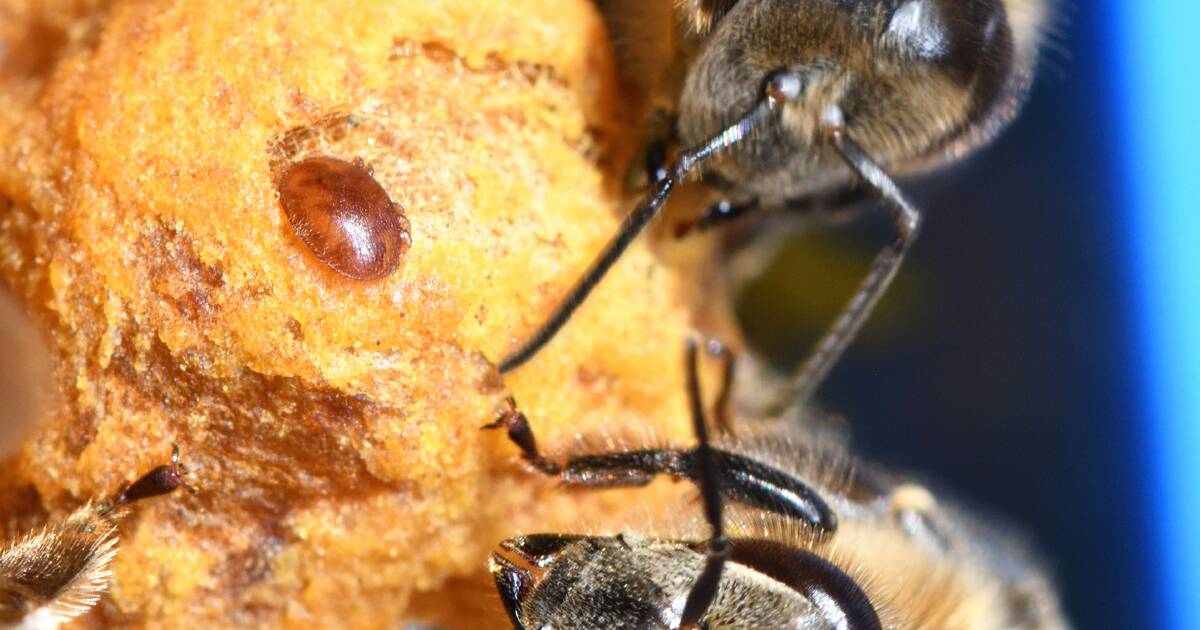 Operation Decker investigates Varroa mite incursion | The Land