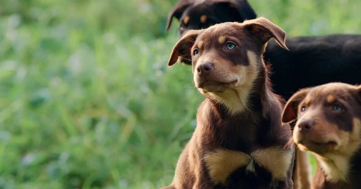 Four-legged farm workers who've helped make Australian agriculture what it is today