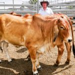 Quilpie's Ben Hall leads the mayoral race