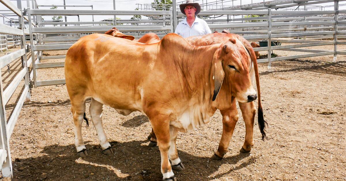 Mount Perry cattleman invests strategically into Brahman stud heifers