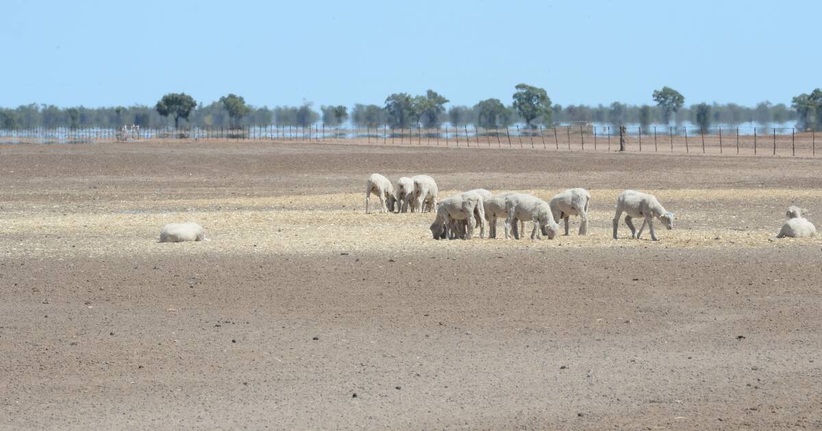 GrainCorp-style drought insurance could help farms handle big dry