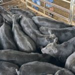 Angus steers top Dorrigo Top of the Drop Weaner Sale