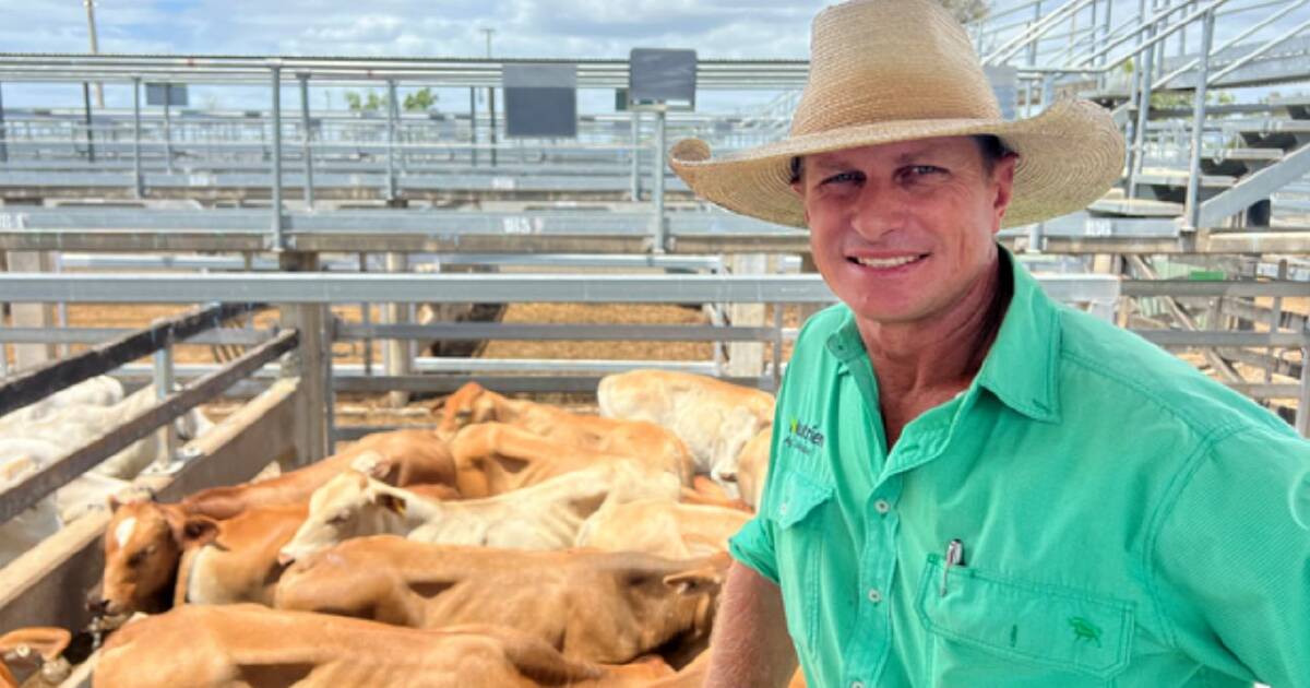 Market cheaper for most categories at Gracemere