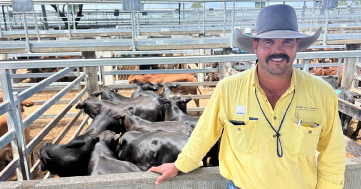 Export competition lifts bull prices at Gracemere