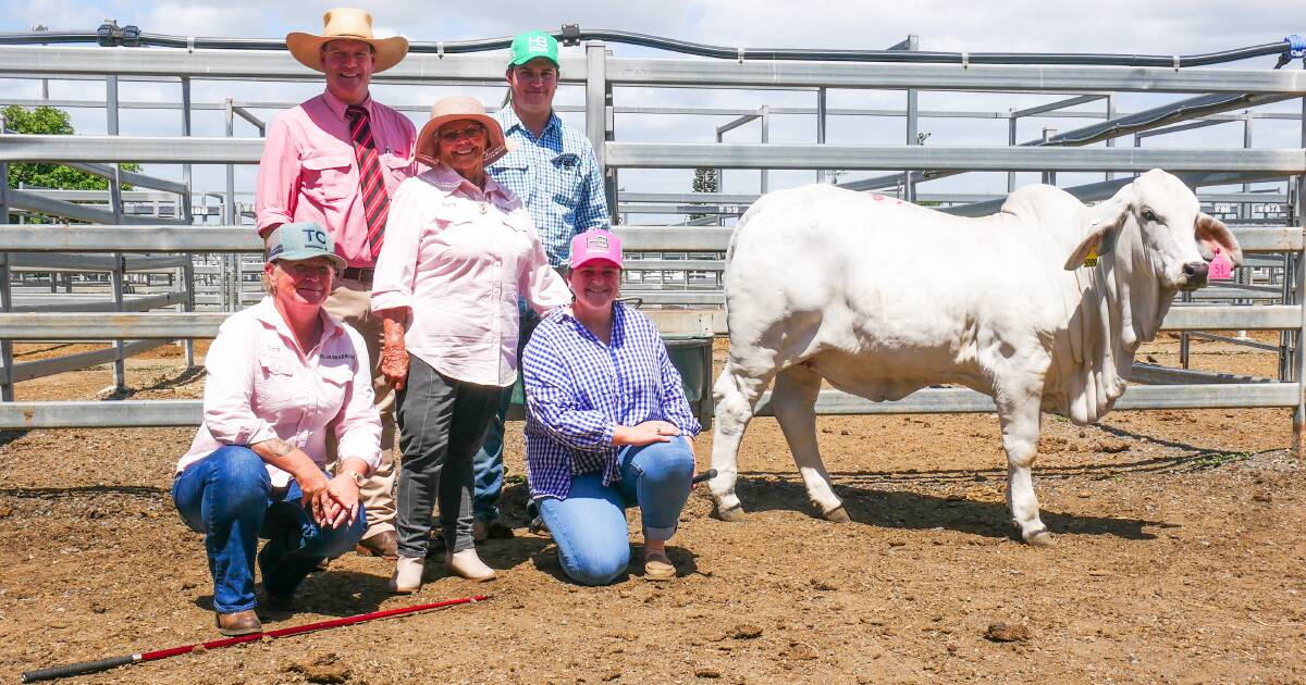 Hazelton Brahmans snaps up top grey heifer at Rocky All Stars Elite sale