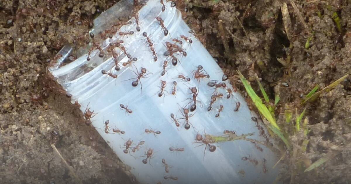 Red Imported Fire Ants detected and destroyed 1.2km from NSW border