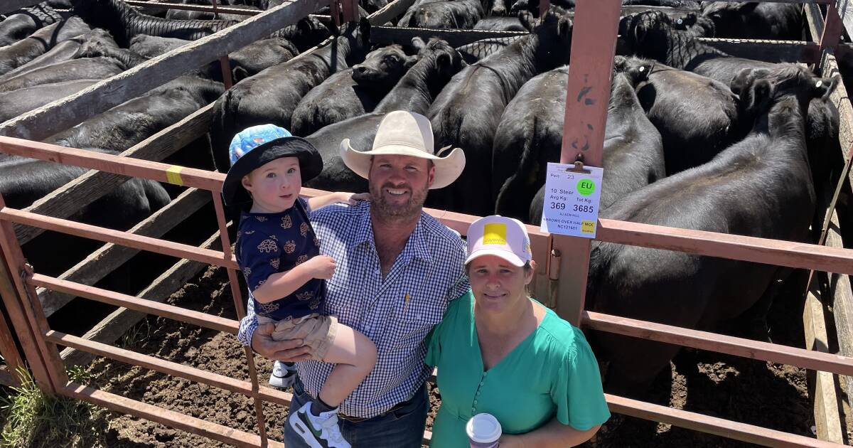 Queensland backgrounders dominate bidding at Stanthorpe weaner sale | The Land