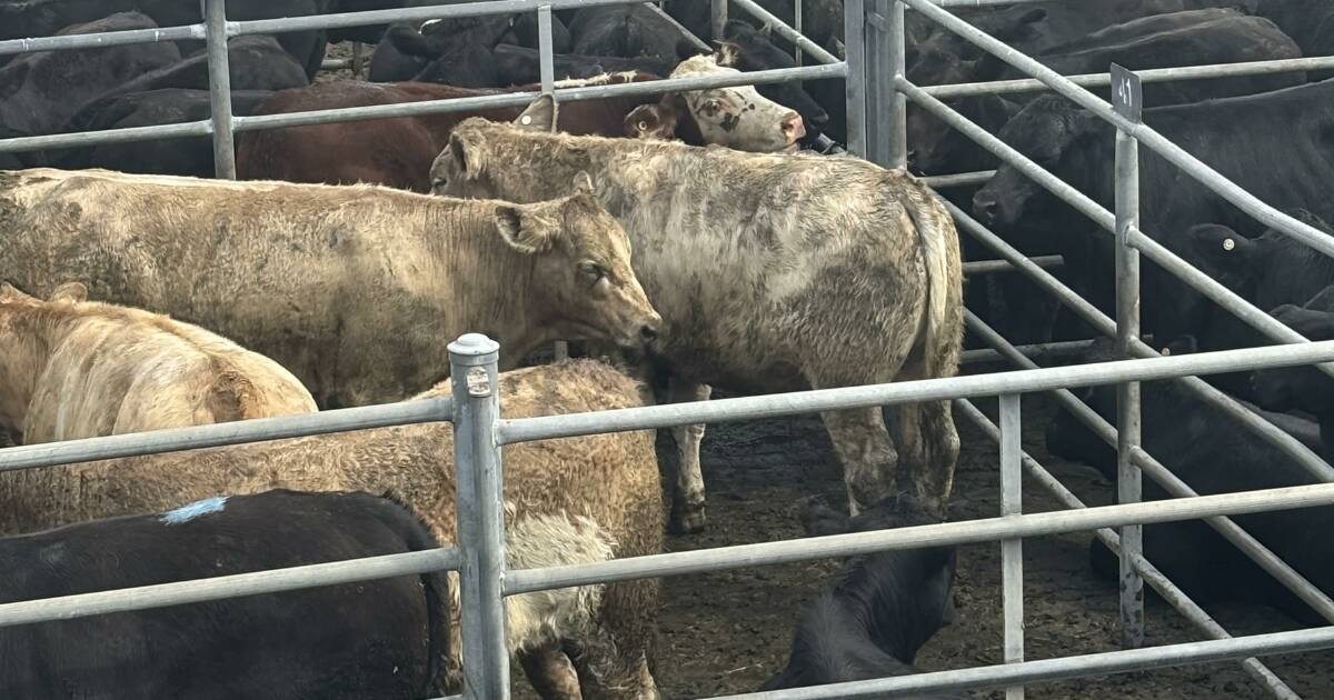 Steers reach $1520 at Bega