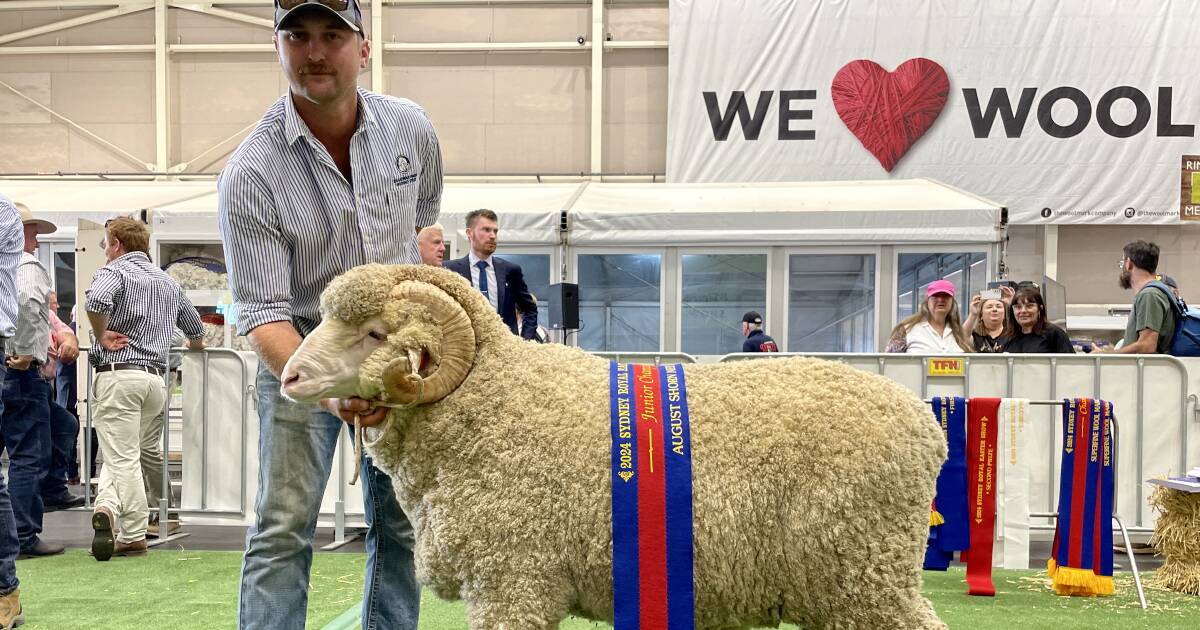 Sydney Royal 2024 junior champion Merino rams and ewes results | The Land