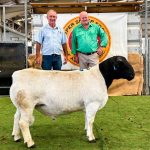 Venturon Livestock holds on-property bull sale at Boyup Brook | Farm Weekly