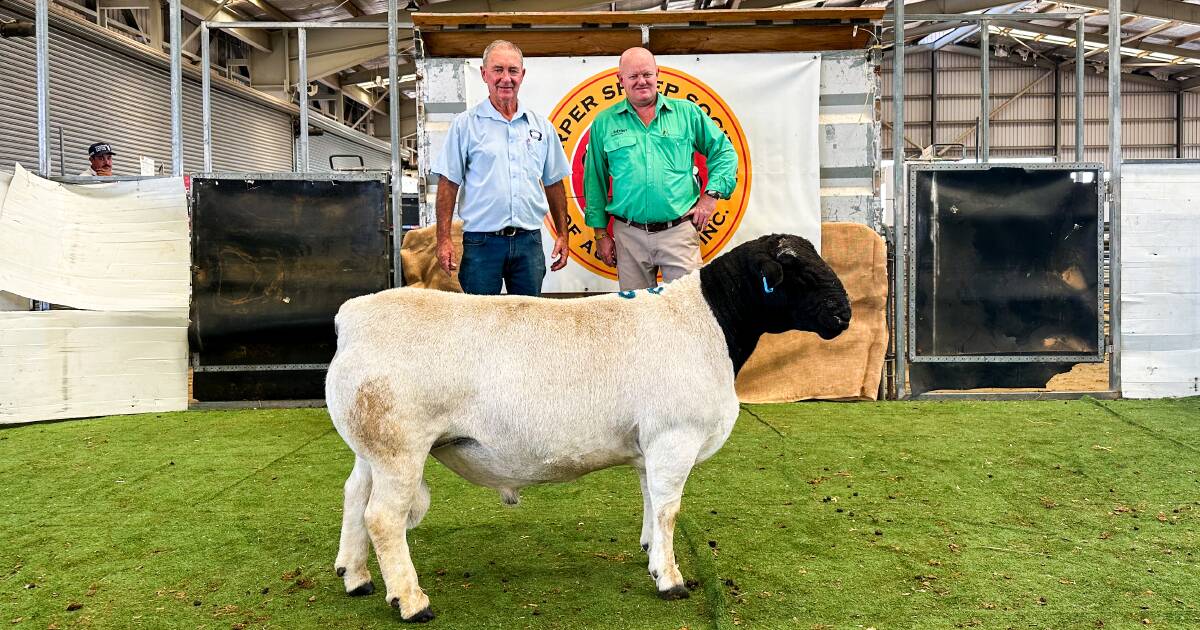 Buyers sought well balanced rams at the DSSA Eastern Regional sale