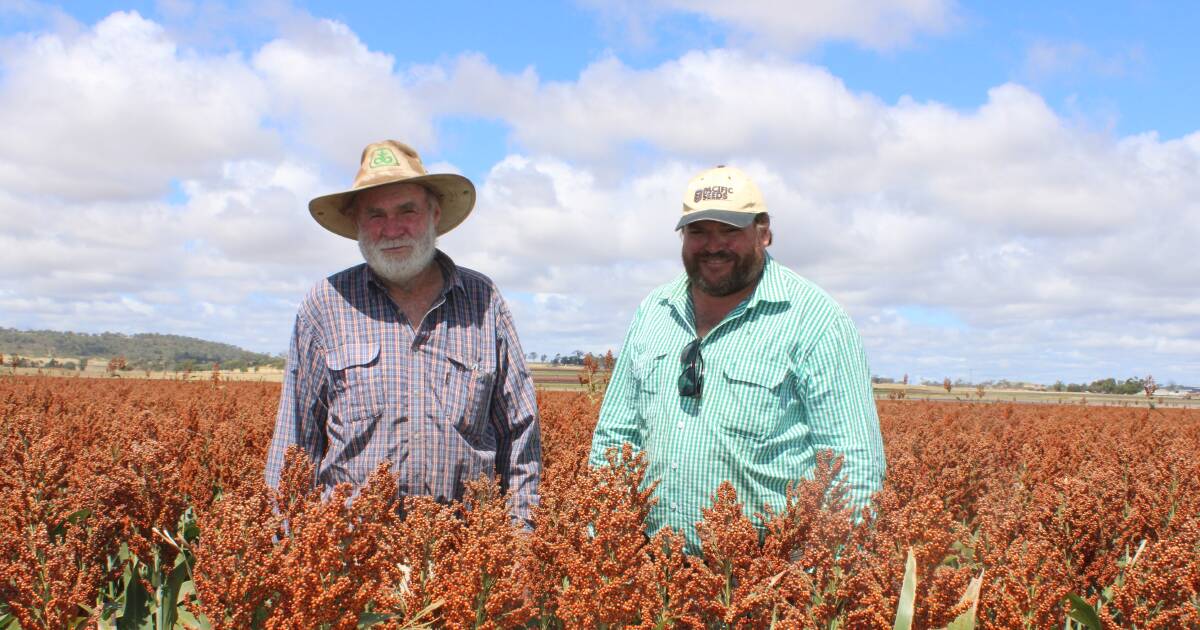 "Perfect growing season" for Darling Downs farmer