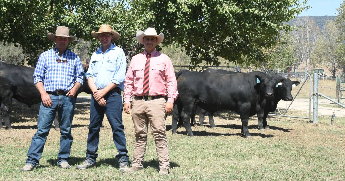 Hicks Beef's top bulls secured by new Queensland buyers