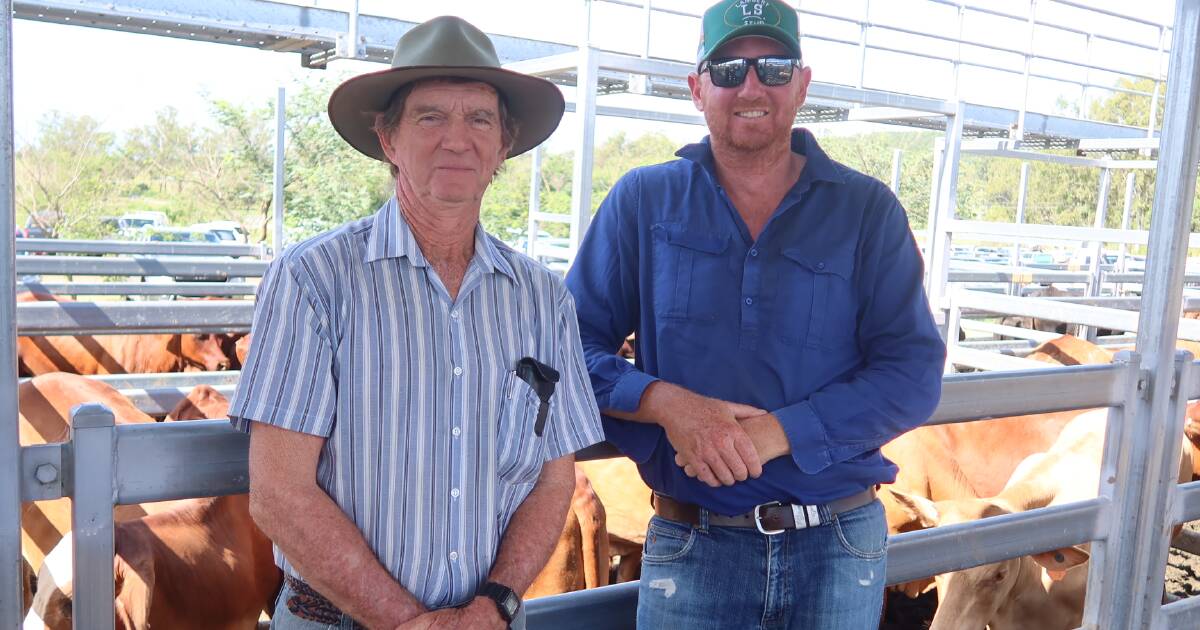 Restocker steers in demand at Beaudesert