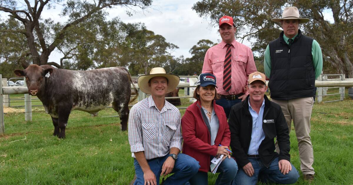 NSW stud spies top roan bull at Naracoorte sale