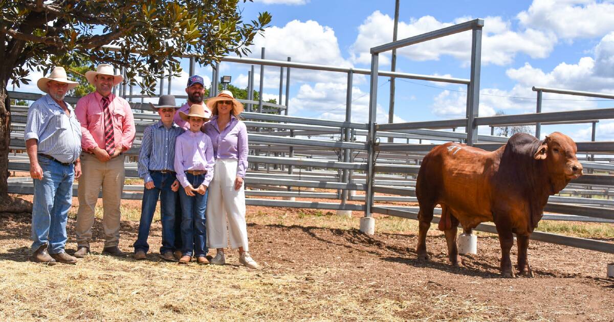 Highlands Droughtmaster Sale Delivers Value-for-Money Options | Queensland Country Life