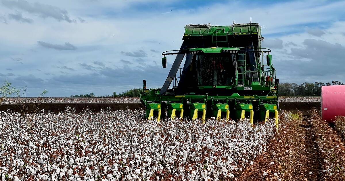 2024 cotton harvest underway with forecasts of 4.5 million bales | Queensland Country Life