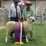 Dedicated Southdown breeders flys the breed flag