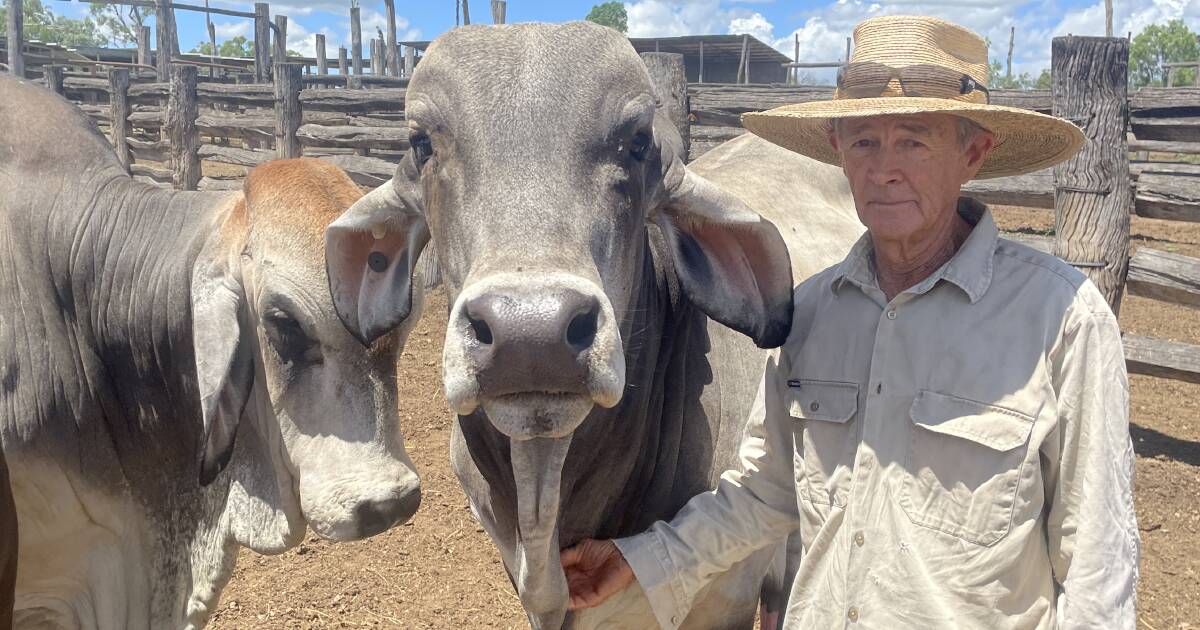 Mick paid $2100 for his first Brahman bull, 55 years ago