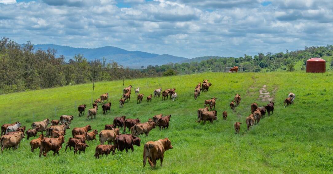 Quality Woolooga grazing country remains on the market | Video