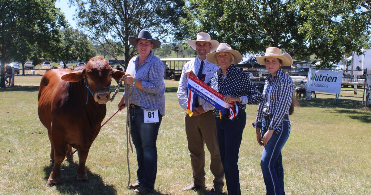 Kenview Gunner (P) Crowned Supreme Exhibit at Droughtmaster Futurity Show | Queensland Country Life