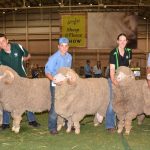 Nebo family crowned grand champions at feeder steer show