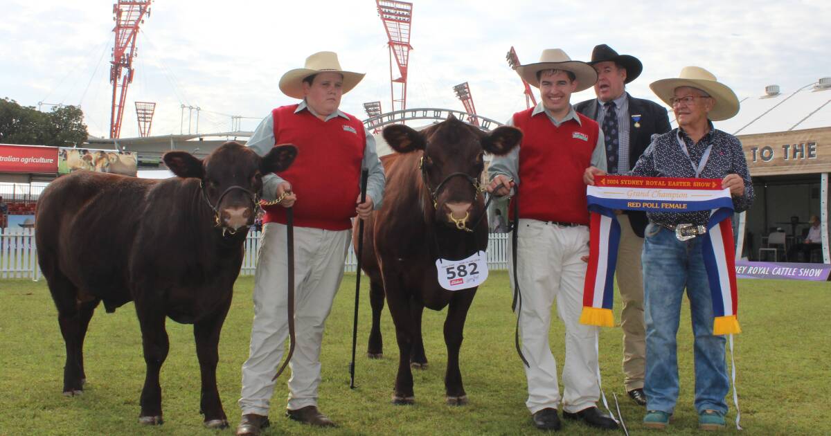 A 'soft and feminine' Red Poll cow wins best exhibit