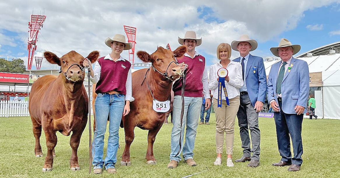 Young cow with 'cracking' bull calf takes best Red Angus exhibit